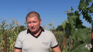 Проснулись почки на виноградных кустах. Что делать? Виноград 2016.