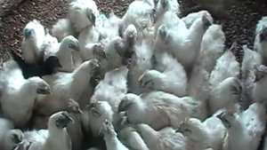 Выгодно выводить цыплят?