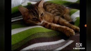 Почему кошки так много спят