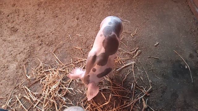 Поросят отняли , но не всех. 24 сентября 2021 г. смотреть онлайн