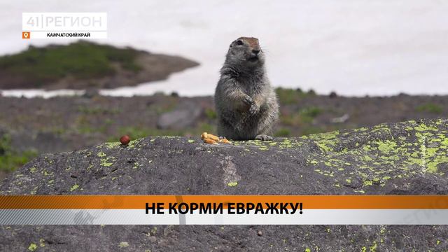 ЭКОЛОГИ: К ГИБЕЛИ ЕВРАЖЕК МОЖЕТ ПРИВЕСТИ ЧЕЛОВЕЧЕСКАЯ ЕДА • НОВОСТИ КАМЧАТКИ