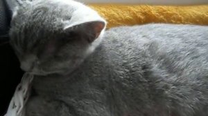 Кот храпит