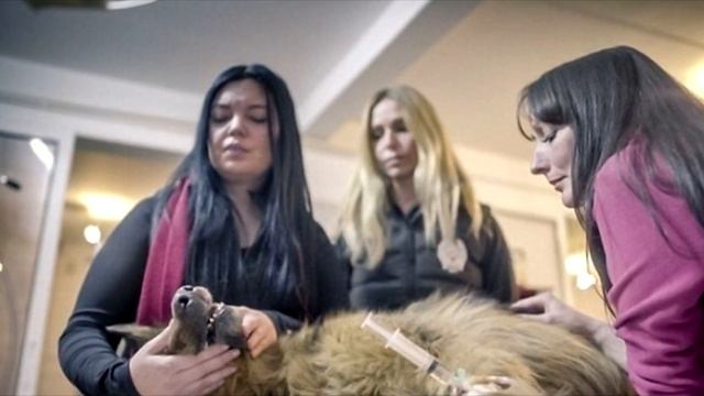 Жестокий изверг оторвал овчарке хвост. Когда волонтеры нашли ее, то рыдали взахлеб! смотреть онлайн