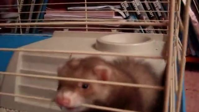 Хорёк в доме | Побег хорька | Когда клетка подобрана не правильно смотреть онлайн
