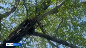 Рысь, которую обнаружили на дереве во дворе школы-интерната в Иркутске, перевезли в питомник К-9 и с