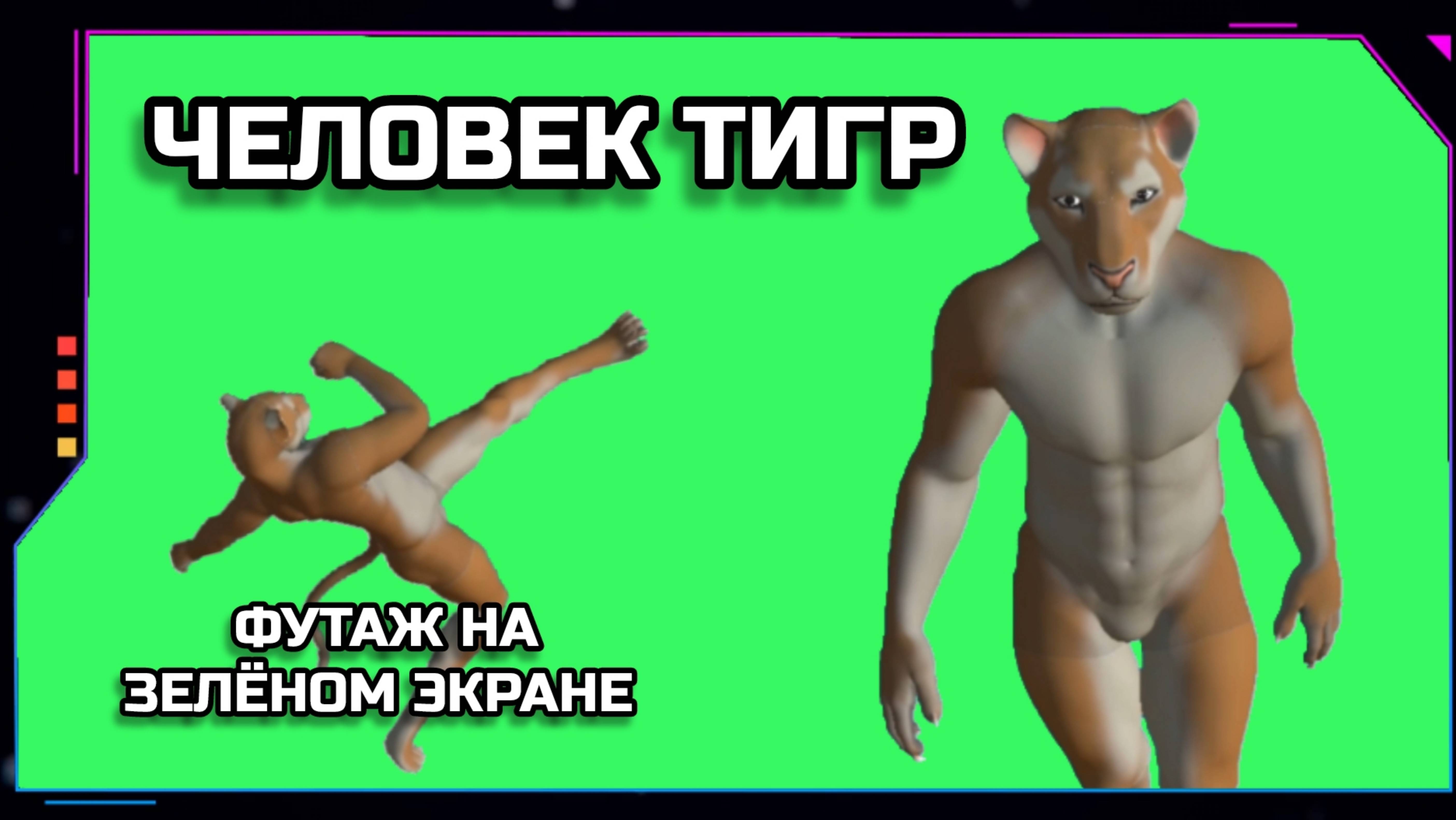 ЧЕЛОВЕК ТИГР видео Green Screen футаж. ХРОМАКЕЙ АНИМАЦИЯ на зелёном фоне.