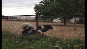 Страусиная ферма. Страусы без стеснения размножаются.