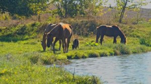WILD NATURE in 8K ULTRA HD - Animals with REAL Nature Sounds