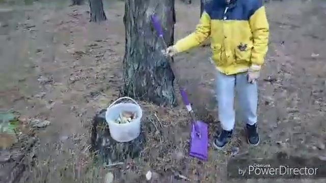 Грибоискатель
