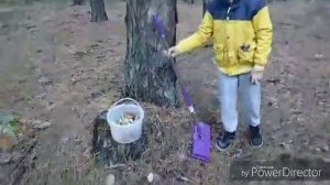 Грибоискатель