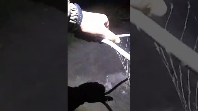 Соледарский толстолоб. Ставок Триполье #рыбалка #толстолобик #