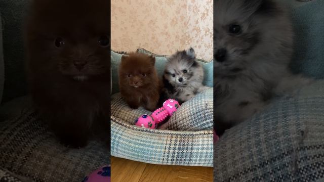 Шпиц#Мини#Продажа#Животные#Щенки#Собаки##Питомцы#ДоставкаПоРоссии#