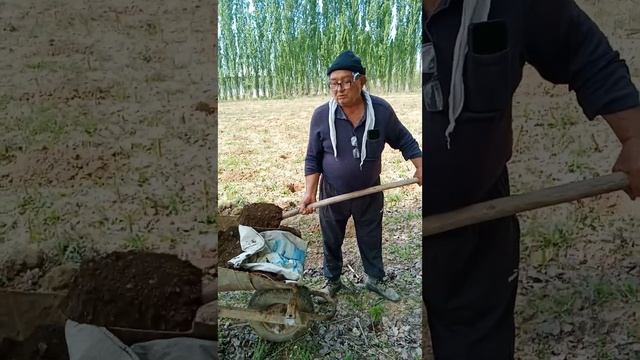 Qora Smarodina ekish usuli. Как посадить черную смородину. смотреть онлайн