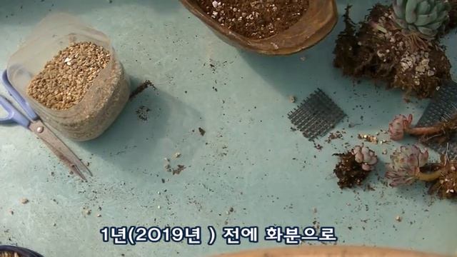 다육식물 블루엘프 색감이 예뻐지고 있어요 / Echeveria Blue Elf Succulent смотреть онлайн