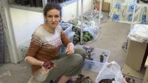 Срезка верхушек бегоний Рекс