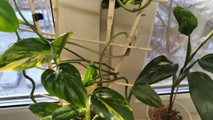 Филодендрон Т-09 Кобра жёлтая Monstera Standleyana