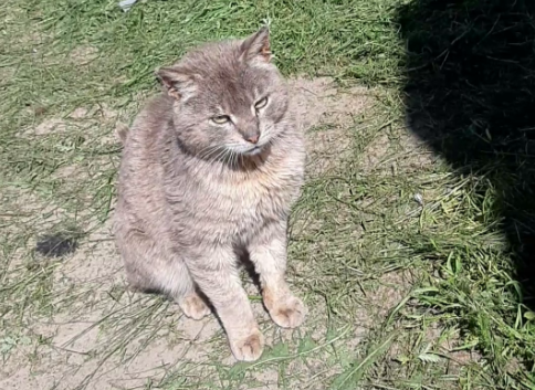 Местный кот, перекус. смотреть онлайн