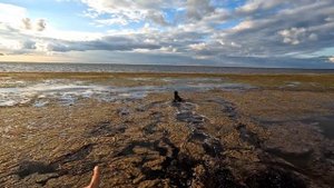 Охота на утку в Крыму! Видео отчёт за сентябрь...