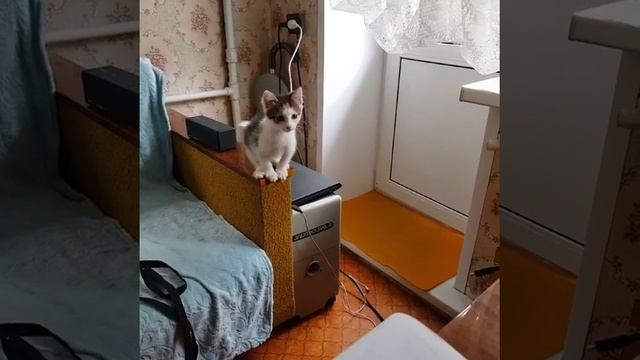 Веся ищет дом смотреть онлайн