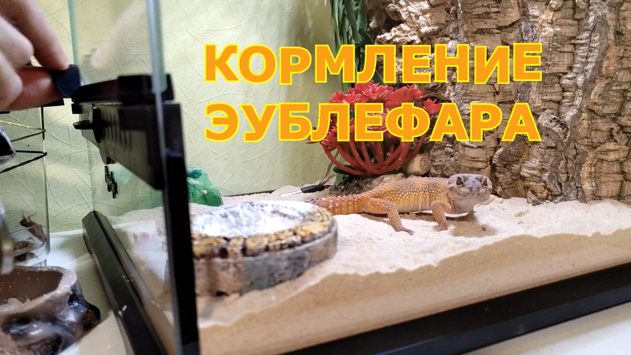 Кормление ящерицы. Эублефар.