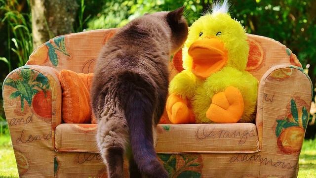 Кошачья жизнь