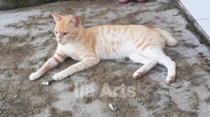 Kucing Petani mampir ke Kostnya si Popo #kucinglucu