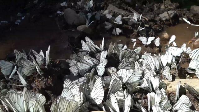 Алтай- Российская Швейцария! смотреть онлайн