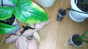 Комнатные цветы. Майский обзор  комнатных растений.