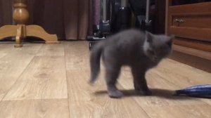 Мартик. Ась. 2 месяца. Любимая игрушка.mp4