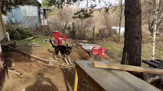 Вышел запрет на сжигание травы, но я решил проблему с субботником. смотреть онлайн