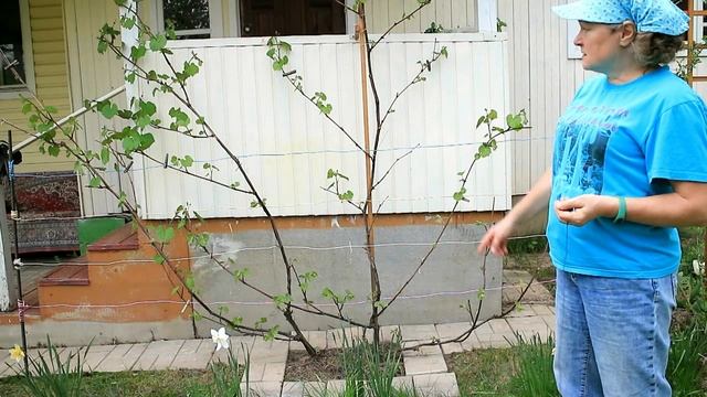 69_Виноград.  Как ухаживаю за виноградом ранней весной.