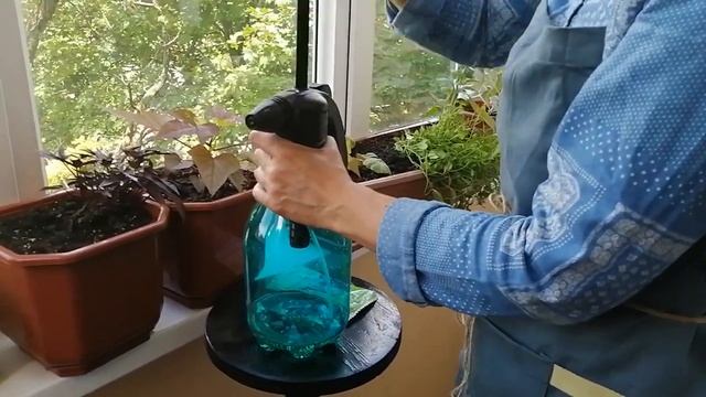 Ипомея батат уход. Паутинный клещ, как бороться? Обработка от сосущих.