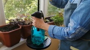 Ипомея батат уход. Паутинный клещ, как бороться? Обработка от сосущих.