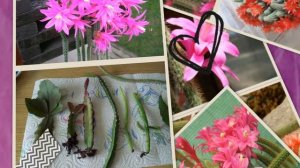 Апорокактус плетевидный - кактус  (Aporocactus flagelliformis)