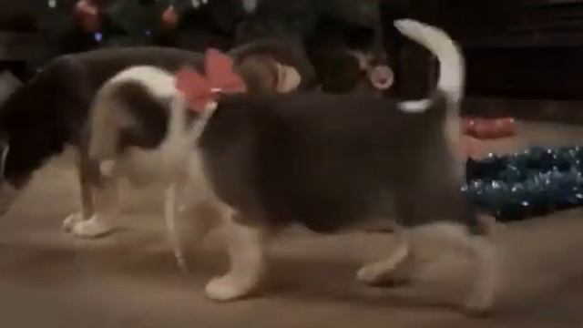 Вот так щенки празднуют Рождество!;-);-);-) смотреть онлайн