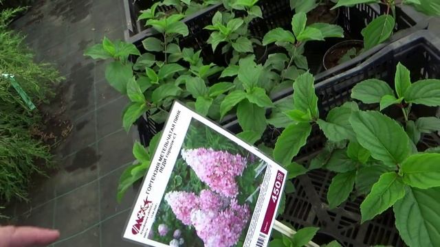 Лучший садовый центр - рядом. Шок от цен! Купили всё нужное и ещё чуть-чуть смотреть онлайн