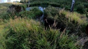 Охота с Дратхаарами продолжается