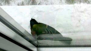 Синица клюёт сало!!! Синичка птичка. Можно ли синичкам сало?