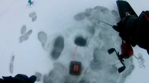 Ловля судака на блесну