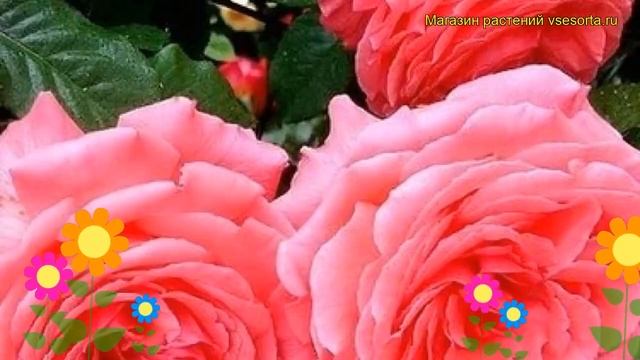 Роза чайно-гибридная Парижский шарм. Краткий обзор, описание характеристик Paris Charm смотреть онлайн