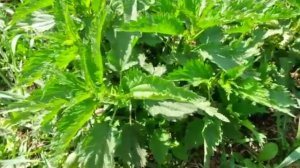 Съедобные травы