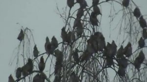 Что это за птицы на березе