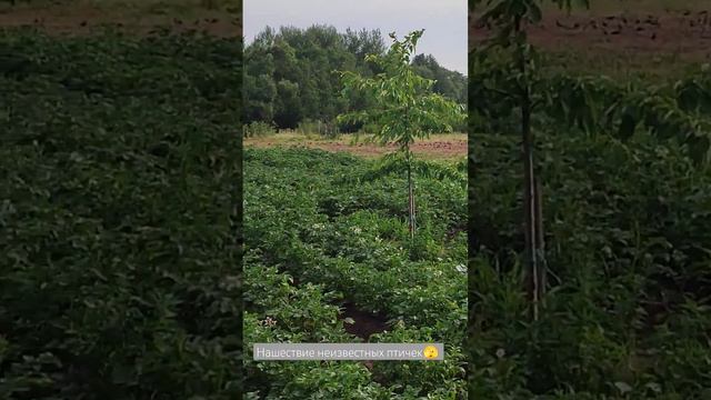 👍 #отдых #belarus #russia #relax #беларусь #nature #relaxing #огород #природа #respect #дача #short смотреть онлайн