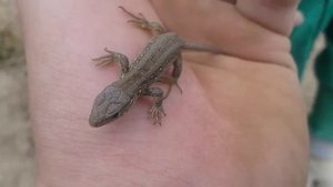 Самая маленькая ящерица которую я видел.3gp