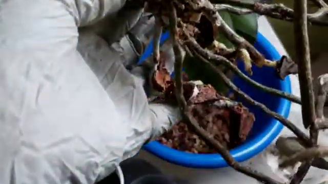 Я опять купила! Соблазнилась уценкой! Удобно устроила ванду! Пересадка орходеи. смотреть онлайн