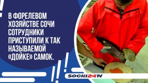 В форелевом хозяйстве Сочи начали добывать икру.