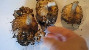 Гладиолусы. Когда выкапывать, как размножить легко и просто.