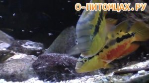 Цихлазома Сальвини (Cichlasoma salvini) - o-pitomcax.ru