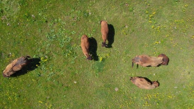 Заповедник "Еланецкая степь". Бизоны. drone 4k смотреть онлайн