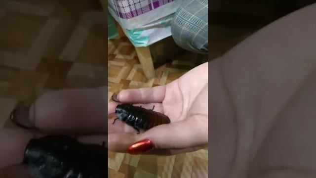 Огромный таракан ,ползает по руке, ужас. Insect. cockroach